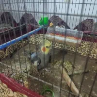 عروس‌خوشگل