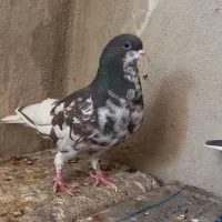 کبوترشهری کازرون، دوتا ماده چپ گلدارو ساده