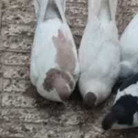 انواع کبوتر