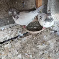 کبوتر پرشی نروماده اصیل|پرنده|کاشان, لتحر|دیوار