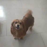 پامراشپیتز|سگ|پردیس, فاز ۸|دیوار