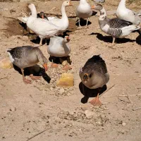 حیوانات غاز محلی|حیوانات مزرعه|خرمدره, |دیوار