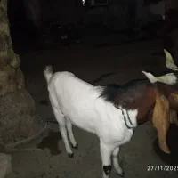 بز نر پاکستانی|حیوانات مزرعه|ساربوک, |دیوار