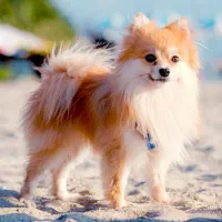 سگ پیدا شده