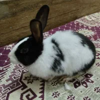 خرگوش بامزه