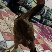 مرغ وخروس|حیوانات مزرعه|ایرانشهر, |دیوار