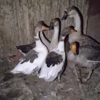 ۴عدد غاز محلی جوان و کورچ شو هستند