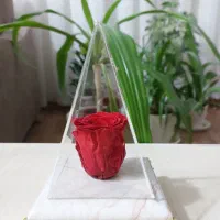 کادو گل جاودان|گل و گیاه طبیعی|شیراز, حافظیه|دیوار
