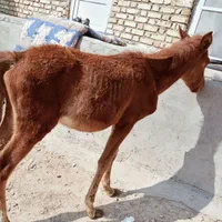 کره اسب دوماهه مادیان