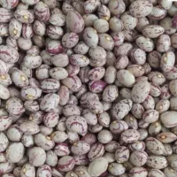 حبوبات لوبیا چیتی سراب