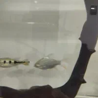 آکواریوم و ماهی|ماهی|مریوان, |دیوار