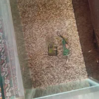 بچه گوپی ۳۵ عدد