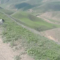 کسانیکه جا ندارن یا وقتش رو گوسفندویاگاوشما را