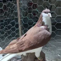 ساده سرخ و قورگی|پرنده|گنبد کاووس, |دیوار