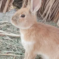 خرگوش|موش و خرگوش|کرمان, |دیوار