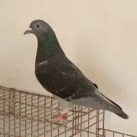 پرنده مسافت بلند