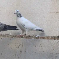 7عدد کفتر|پرنده|بندرعباس, |دیوار