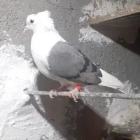 کفتر|پرنده|رودهن, |دیوار