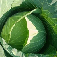 کلم گاوداری