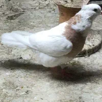 طوقی آجری ماده|پرنده|رامشیر, |دیوار