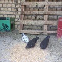 یک جفت جوجه زره ای