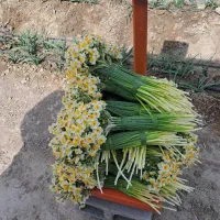 گل سوپر لوکس شهلای خفر با تضمین کیفیت