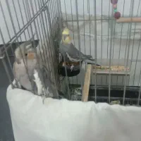 عروس هلندی نرو ماده