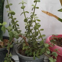 گل طبیعی|گل و گیاه طبیعی|فسا, |دیوار