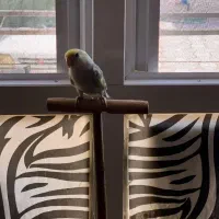 فروش و معامله ..کوتوله دستی|پرنده|مهر, |دیوار