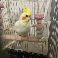 عروس شاه تخم سخنگو|پرنده|رباطکریم, رباطکریم|دیوار