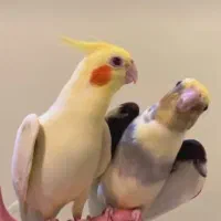 سالن  عروس هلندی گرینچیک و مرغ عشق متنو بخون