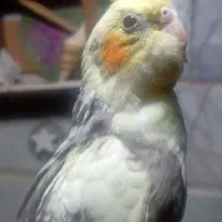 2 تا جوجه دستی چشم شرابی|پرنده|قم, جوی شور|دیوار