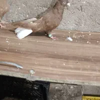 سرخ دمپاک زرد دمپاک نروماده تخم بچی|پرنده|شوشتر, |دیوار