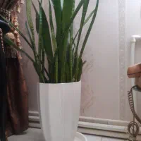 گل شمشیری بزرگ