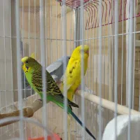 سه عدد مرغ عشق