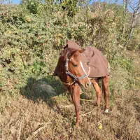 اسب نریان ۴سال