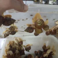 حلزون|خزنده|مشهد, ایثارگران|دیوار