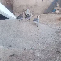 غاز|حیوانات مزرعه|قزوین, |دیوار