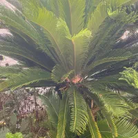 سیکاس|خدمات باغبانی و درختکاری|خمام, |دیوار