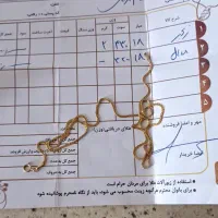 زنجیر طلا
