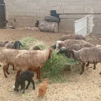 میش بره دار|حیوانات مزرعه|فسا, |دیوار