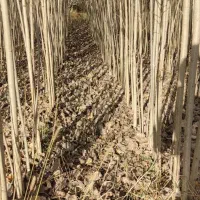 ـصنوبر نـیگرا ترک|خدمات باغبانی و درختکاری|امامزاده عبدالله, |دیوار