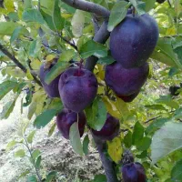 نهالستان جوتیار|خدمات باغبانی و درختکاری|میاندوآب, |دیوار