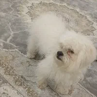 واگذاری سگ شیتزو|سگ|اسلام‌شهر, شهرک قائمیه|دیوار