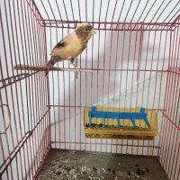 قناری ماده دالچینی سرخ