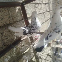 یک جفت کبوتر بلند پرواز