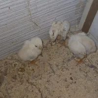 جوجه لاری (نمین)