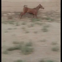 کره مادیون|اسب و تجهیزات اسب‌سواری|معصومیه, |دیوار