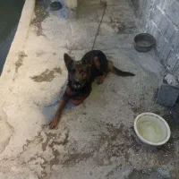 واگذاری فوری سگ ژرمن ماده اصل|سگ|زرگرشهر, |دیوار