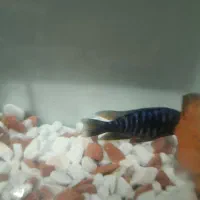 ماهی اسکار و ماهی سیچیلاید